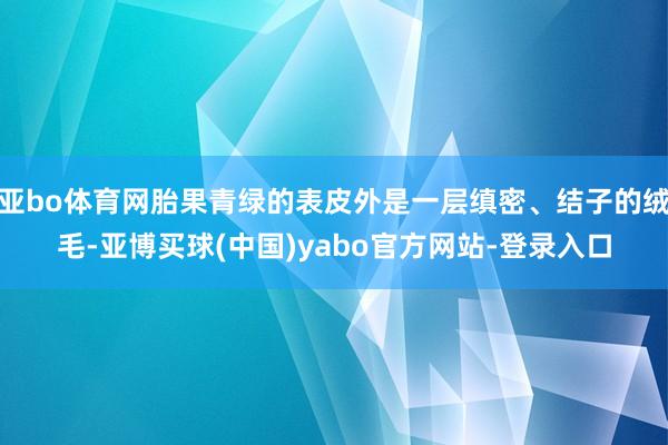 亚bo体育网胎果青绿的表皮外是一层缜密、结子的绒毛-亚博买球(中国)yabo官方网站-登录入口